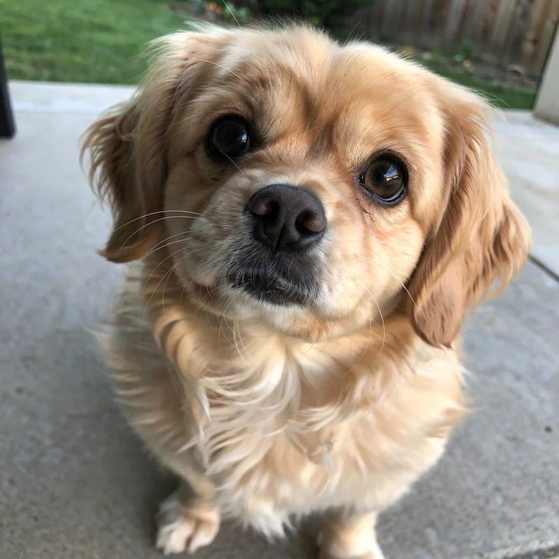 Pet